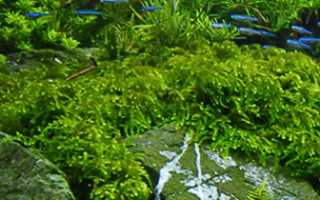 Черное море донные рыбы