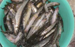 Белое море ловля корюшки