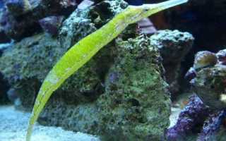 Рыбы черного моря с названиями