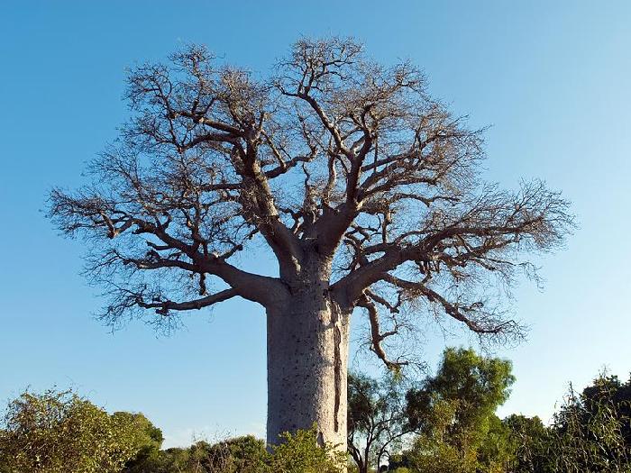 Баобаб Adansonia madagascariensis Баобаб Adansonia madagascariensis