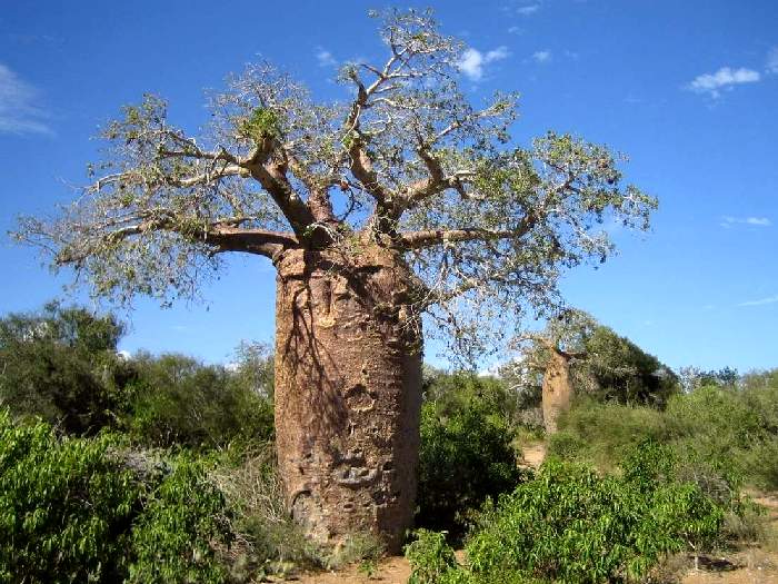 Баобаб Adansonia rubrostipa Баобаб Adansonia rubrostipa