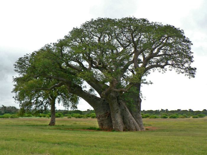 Баобаб Adansonia digitata Баобаб Adansonia digitata