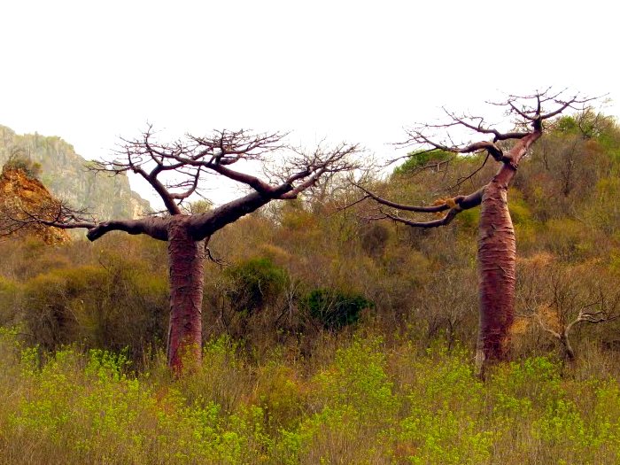 Баобаб Adansonia perrieri Баобаб Adansonia perrieri
