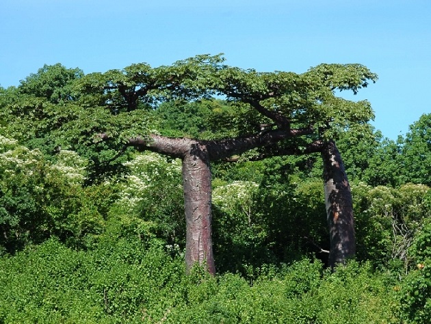 Баобаб Adansonia suarezensis Баобаб Adansonia suarezensis