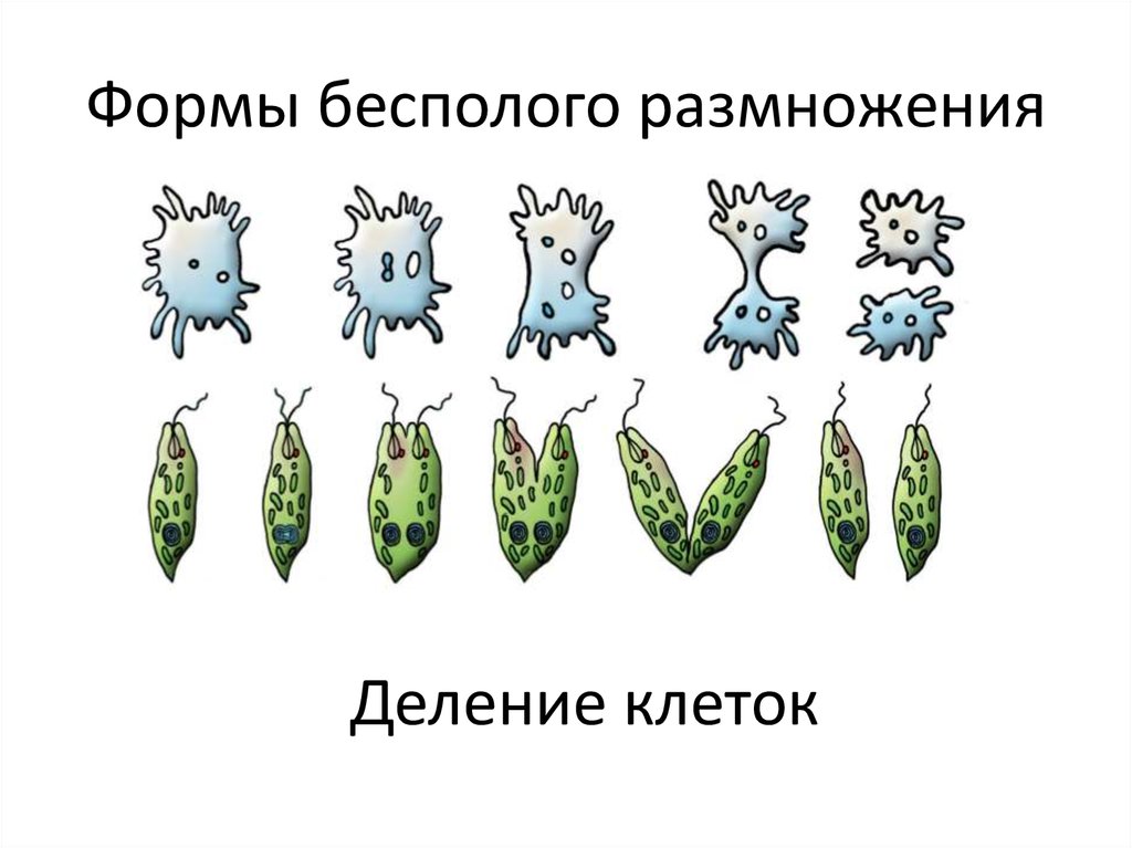 Процесс бесполого размножения Как происходит бесполое размножение