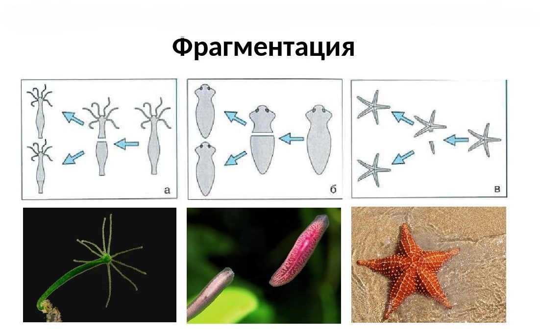 Как размножаются организмы с помощью фрагментации Что такое фрагментация