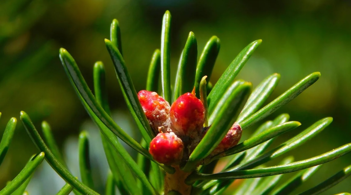Цветки голосеменных растений