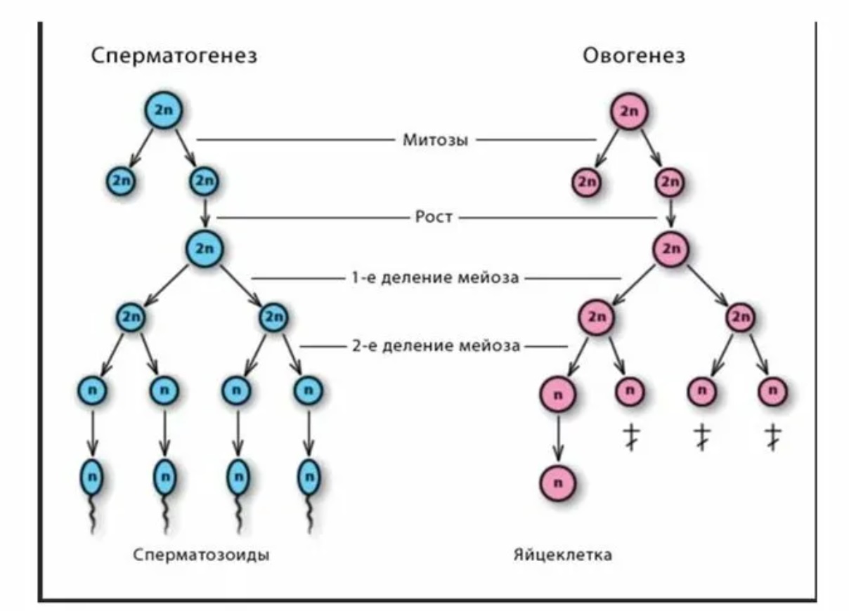 Гаметогенез Гаметогенез
