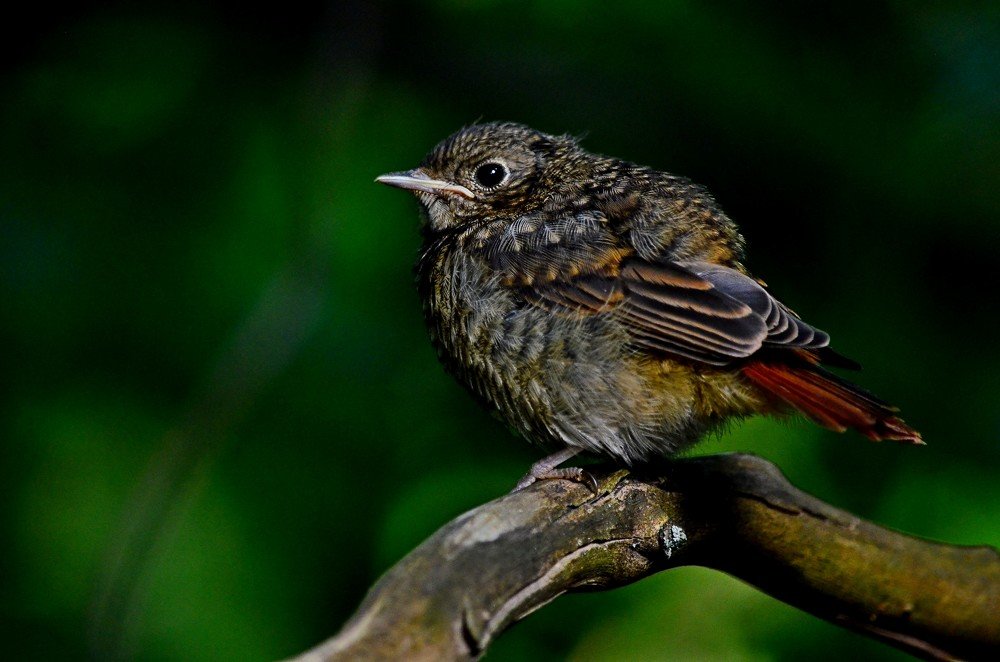 Размножение горихвостки Потомство горихвостки