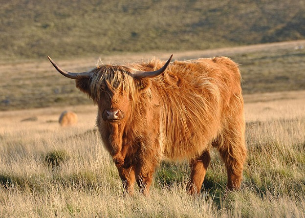порода Хайленд порода Хайленд