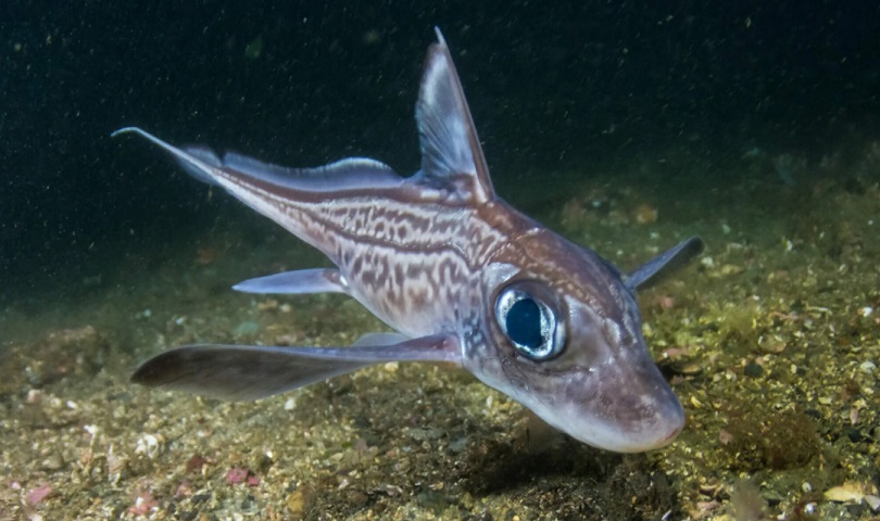 химера Chimaera monstrosa