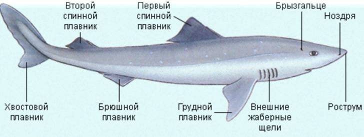 Тело хрящевых рыб Тело хрящевых рыб