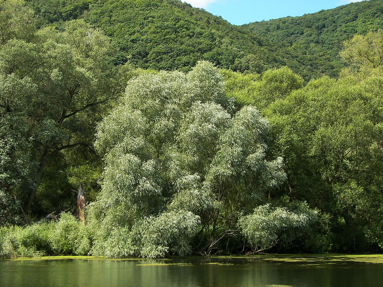 Особенности ивы белой дерево ива белая - фото 9