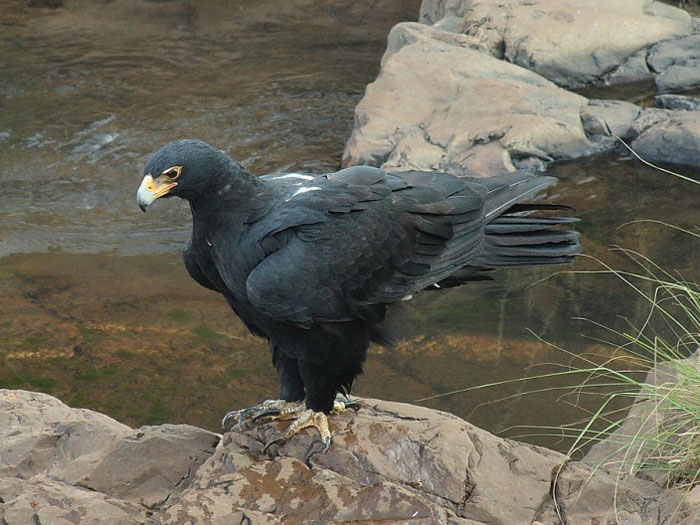 Кафрский орел Aquila verreauxii Кафрский орел Aquila verreauxii