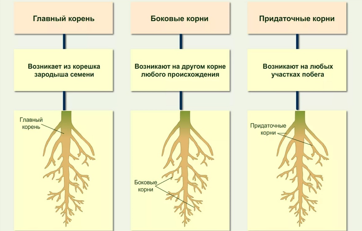 Строение корня Как выглядит корень растений