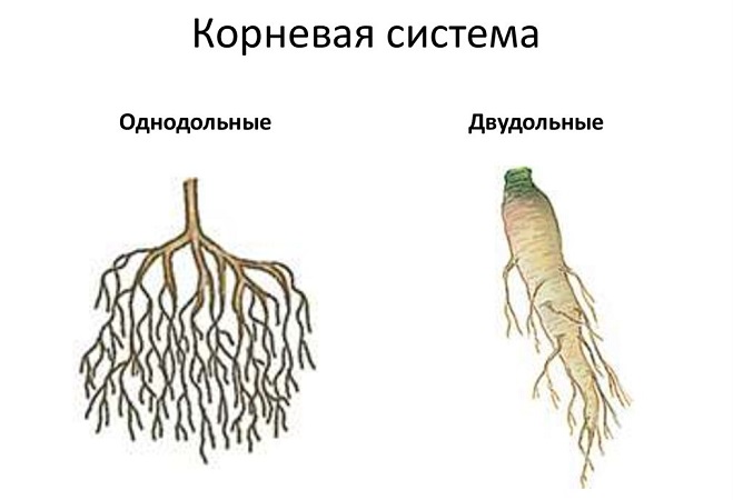Как размножаются двудольные растения Функция корня двудольных растений