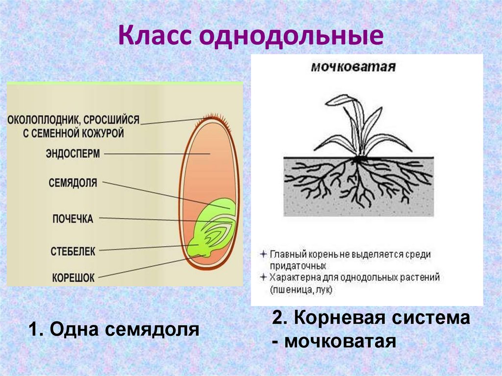 Особенности строения корня растений Значние корневой системы