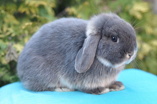 Кролик голландский миниатюрный Кролик голландский миниатюрный