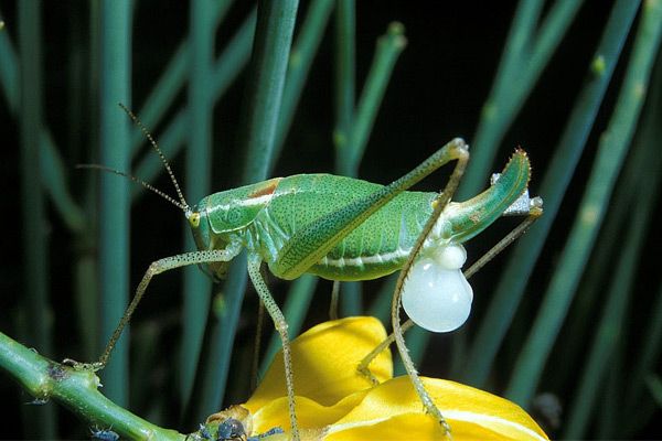 Самец кузнечика со сперматофором кузнечик - оплодотворение