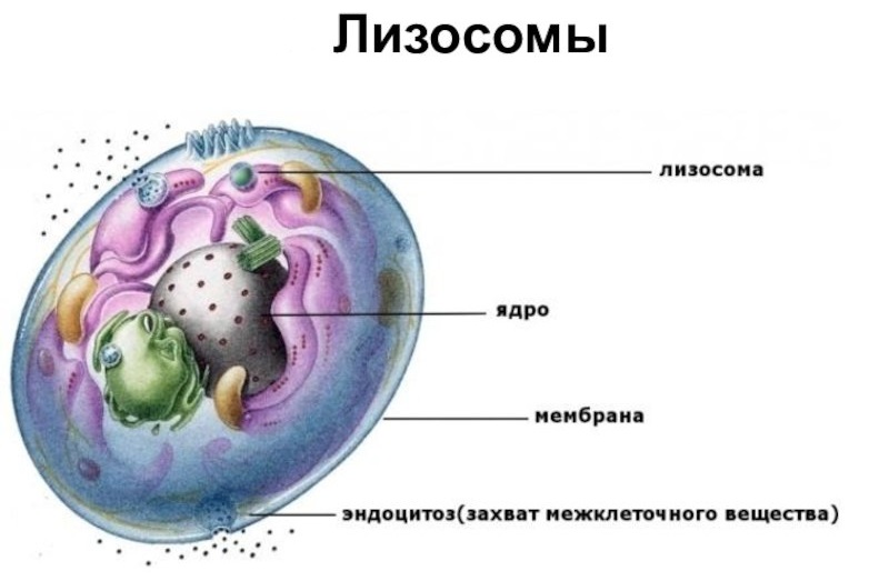 Эндоцитоз транспорт Эндоцитоз вещества