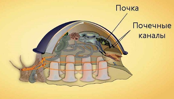 Как размножаются моллюски Раковина моллюсков