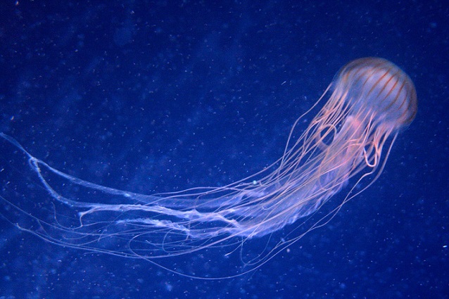 Внешний вид морской осы Как выглядит морская оса