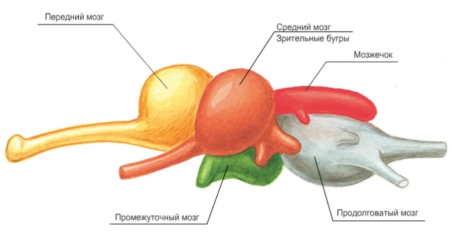 Мозг костных рыб Мозг костных рыб