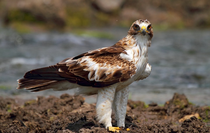 Орел-карлик Aquila pennata Орел-карлик Aquila pennata