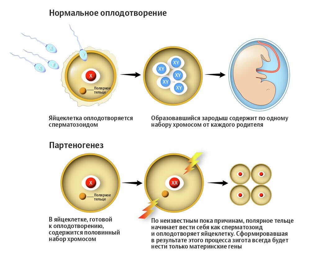 Партеногенез Партеногенез
