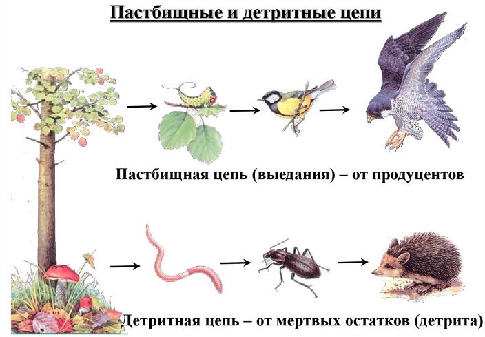 Детритная цепь питания животных Пастбищная цепь питания животных