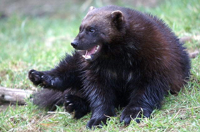 rosomaha