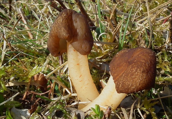 Как выглядит шапочка коническая Строение шапочки конической