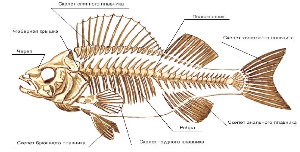 Костная рыба - скелет Скелет костной рыбы