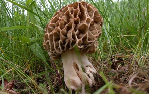 Внешний вид сморчка толстоногого Описание сморчка толстоногого