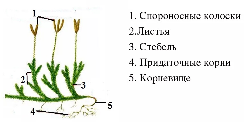 строение плауновидных растений строение плауновидных