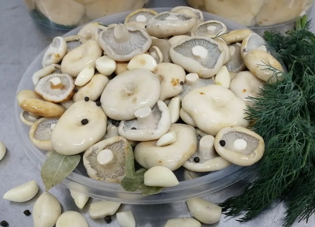 Маринованные сухие грузди Как замариновать сухие грузди