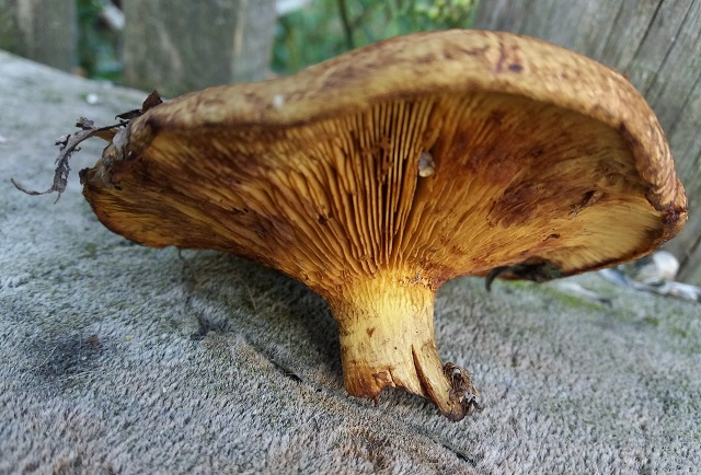 Свинушка тонкая (Paxillus involutus)
