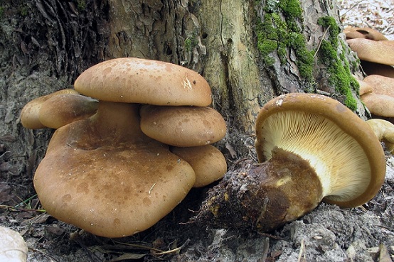 Paxillus atrotomentosus (толстая свинушка)